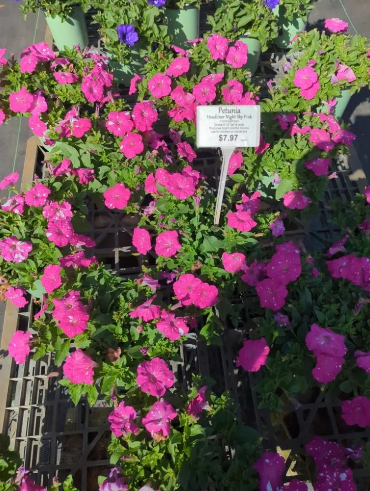 Trusted landscaping services for residential properties across Deltona, FL - A Man Da's It Better