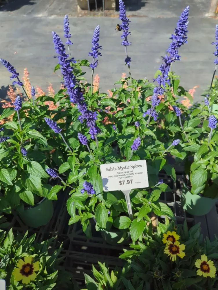 Professional yard cleanup service in Deltona, FL by A Man Da's It Better