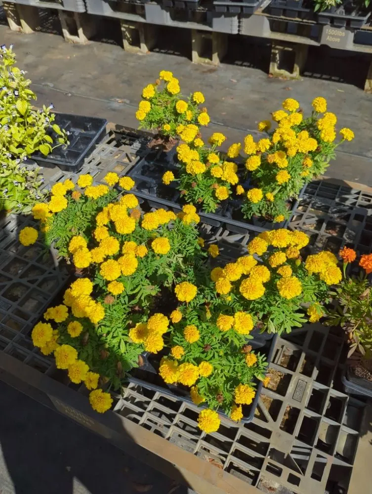 Professional landscaping services for year-round maintenance across Deltona, FL - A Man Da's It Better