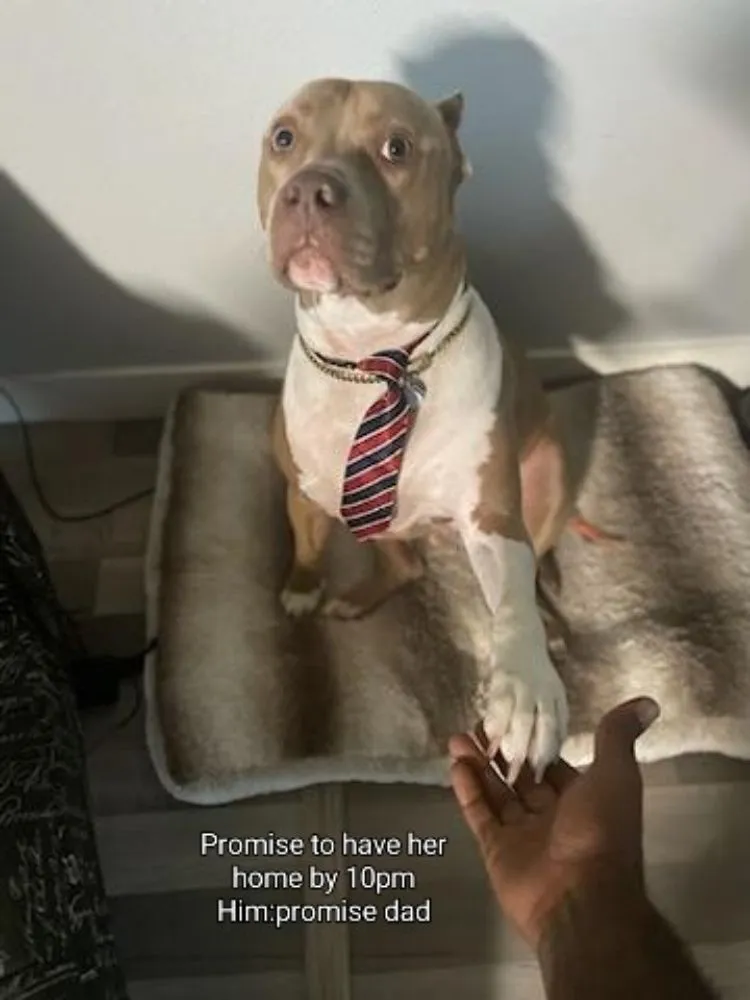 Professional landscape installation in Deltona, FL by A Man Da's It Better