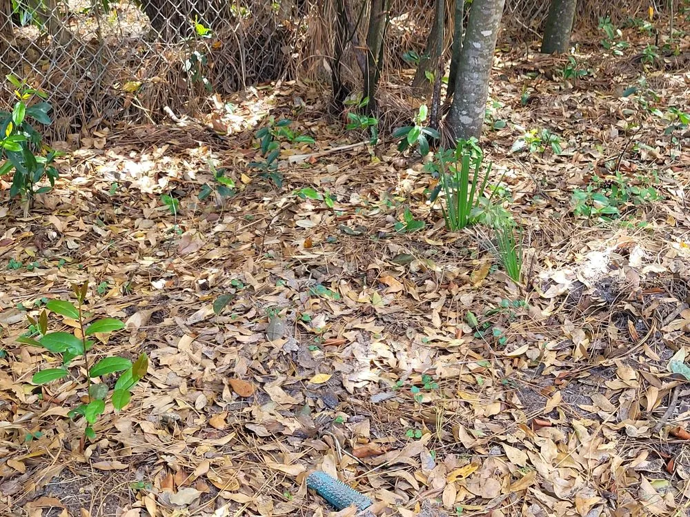 Custom landscape design for residential properties in Fern Park, FL by A Manicured Lawn