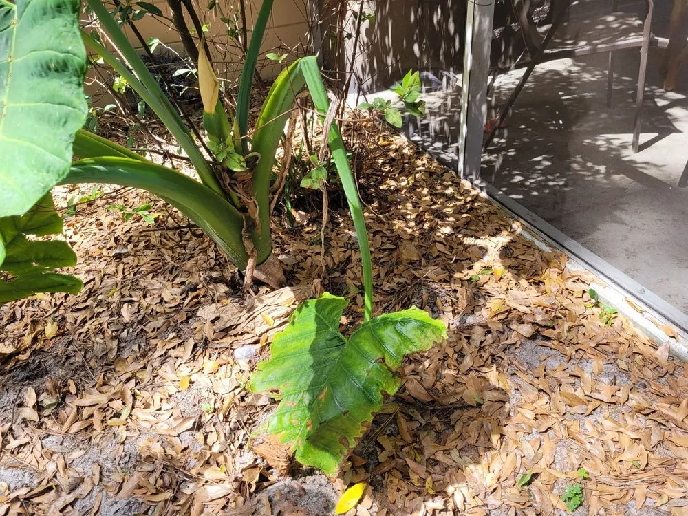 Reliable landscape installation with custom design in Fern Park, FL by A Manicured Lawn