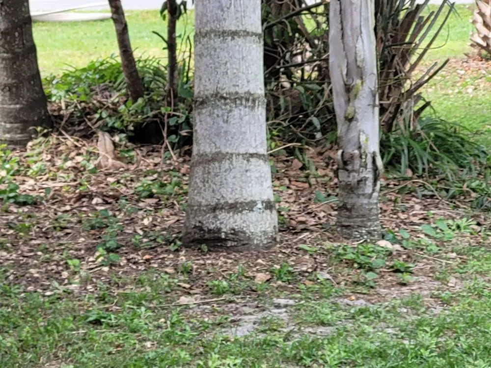 Custom lawn care service with custom design in Fern Park, FL by A Manicured Lawn