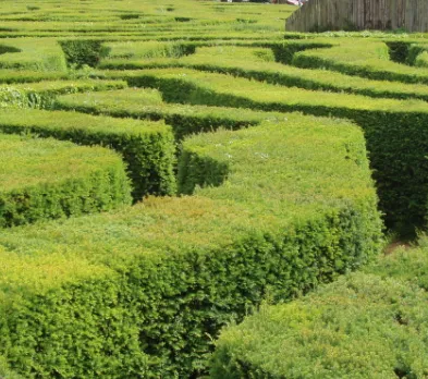 Expert yard cleanup service in Kansas City, MO by A Mazen Enterprise