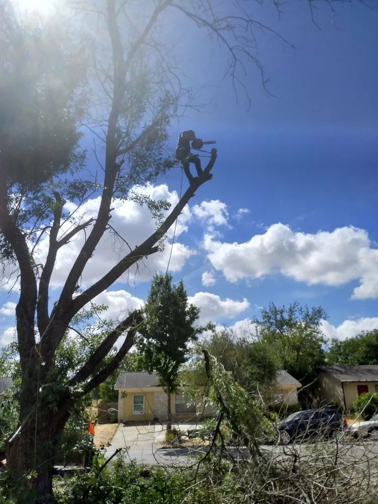 Custom landscaping services for residential properties in Austin, TX by A McBride's Tree Service