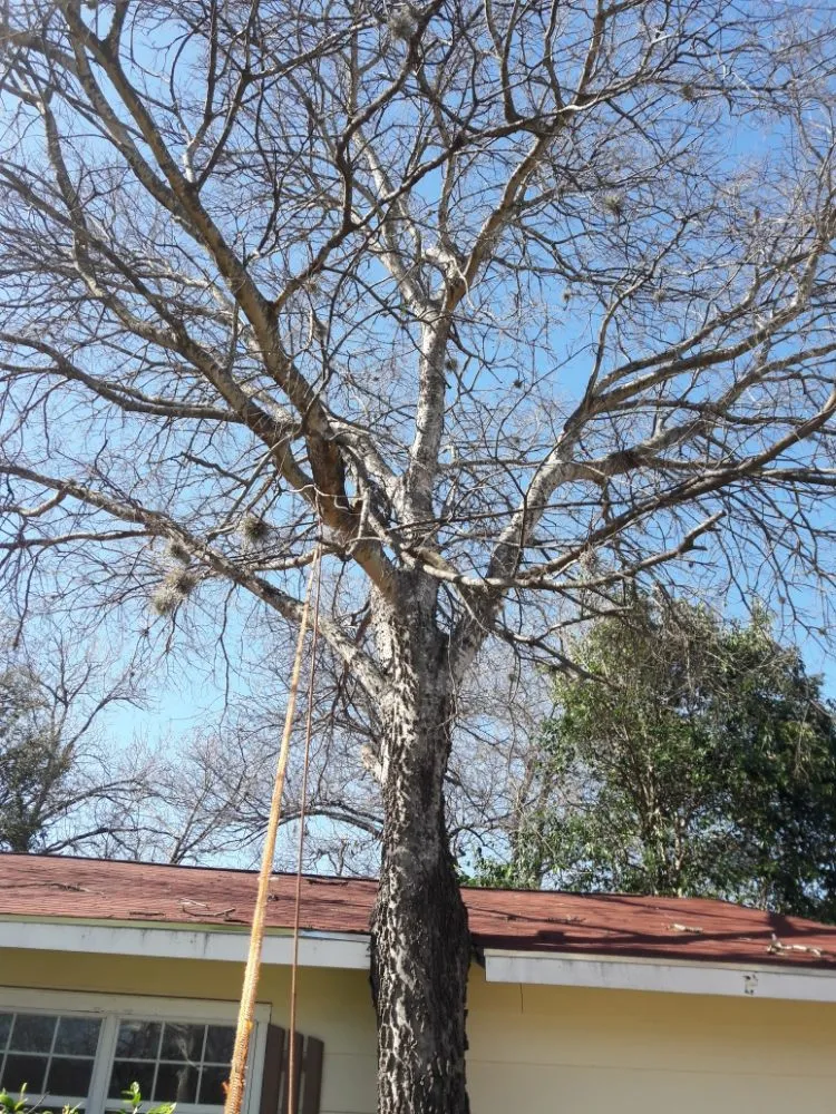Custom residential landscaping in Austin, TX - A McBride's Tree Service