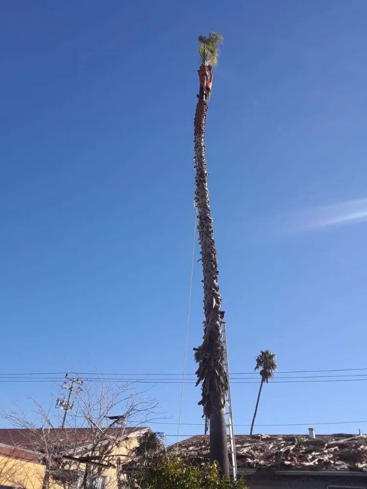 Affordable residential landscaping in Austin, TX - A McBride's Tree Service