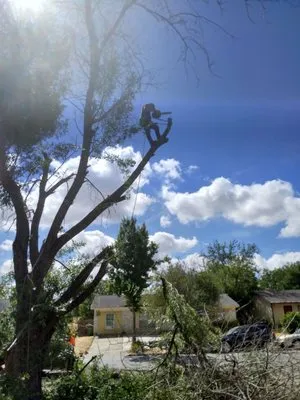 A McBride's Tree Service Logo