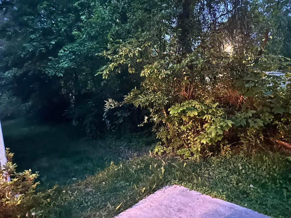 Expert yard cleanup service in York, SC by A Monkeys Uncle Lawn Care Handyman services