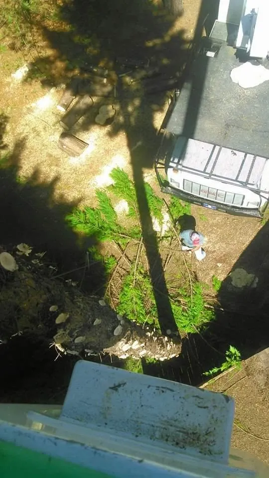 Professional outdoor landscaping in Taylors, SC - A n J Tree Service