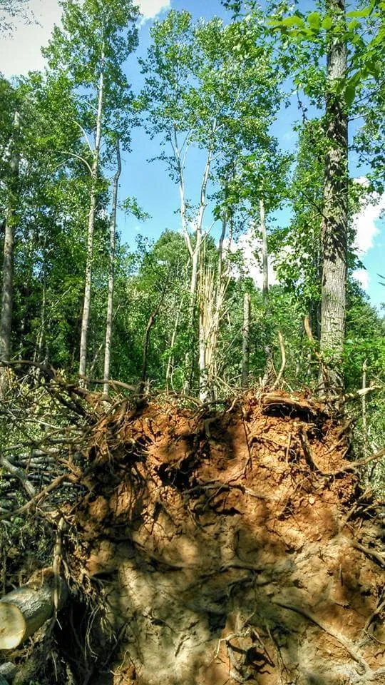 Affordable residential landscaping experts serving Taylors, SC - A n J Tree Service