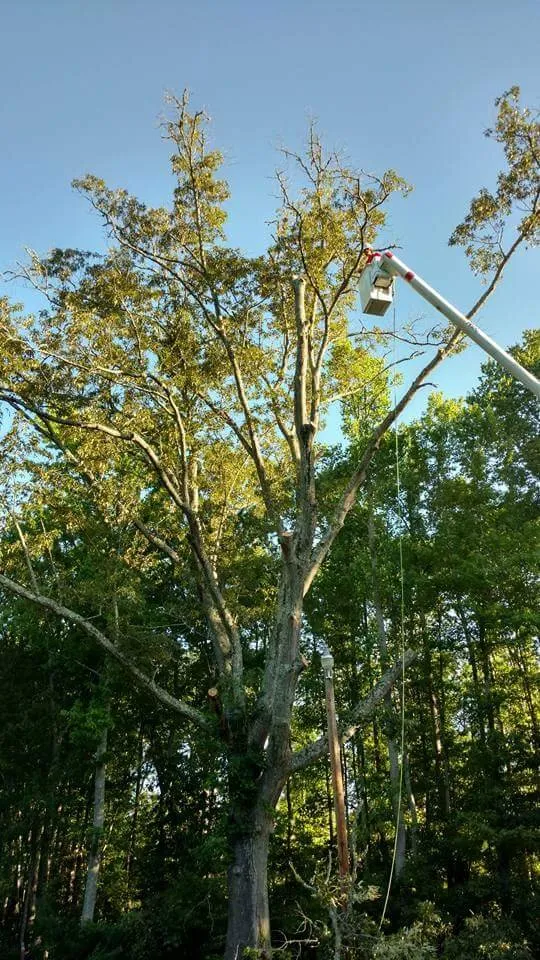 Affordable lawn care service in Taylors, SC - A n J Tree Service