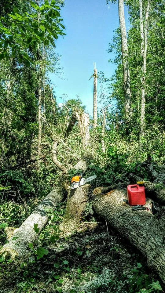 Professional outdoor landscaping near you in Taylors, SC by A n J Tree Service