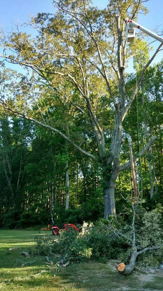 Affordable yard cleanup service experts serving Taylors, SC - A n J Tree Service