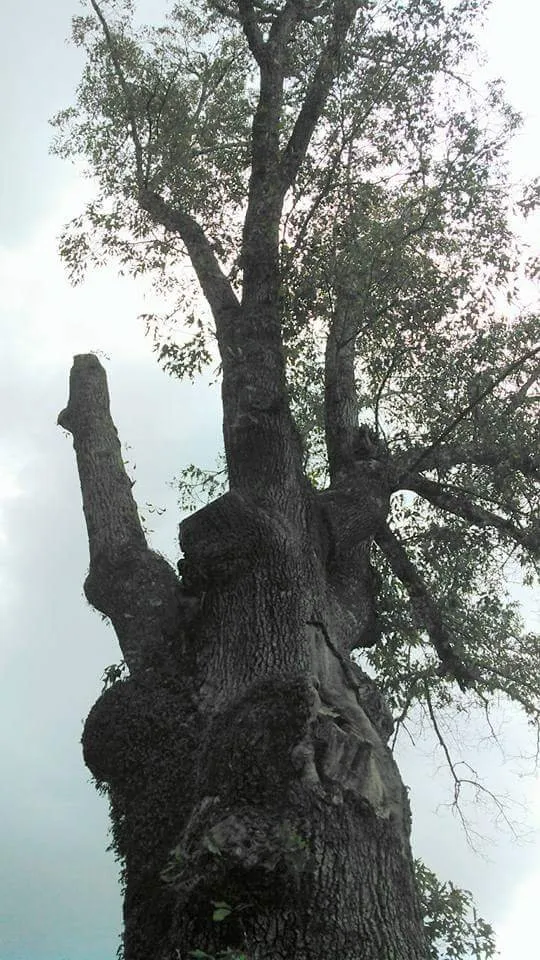 Expert landscaping services in Taylors, SC - A n J Tree Service