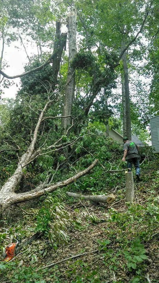 Trusted landscaping services experts serving Taylors, SC - A n J Tree Service