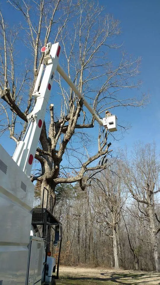 Expert yard cleanup service with custom design in Taylors, SC by A n J Tree Service