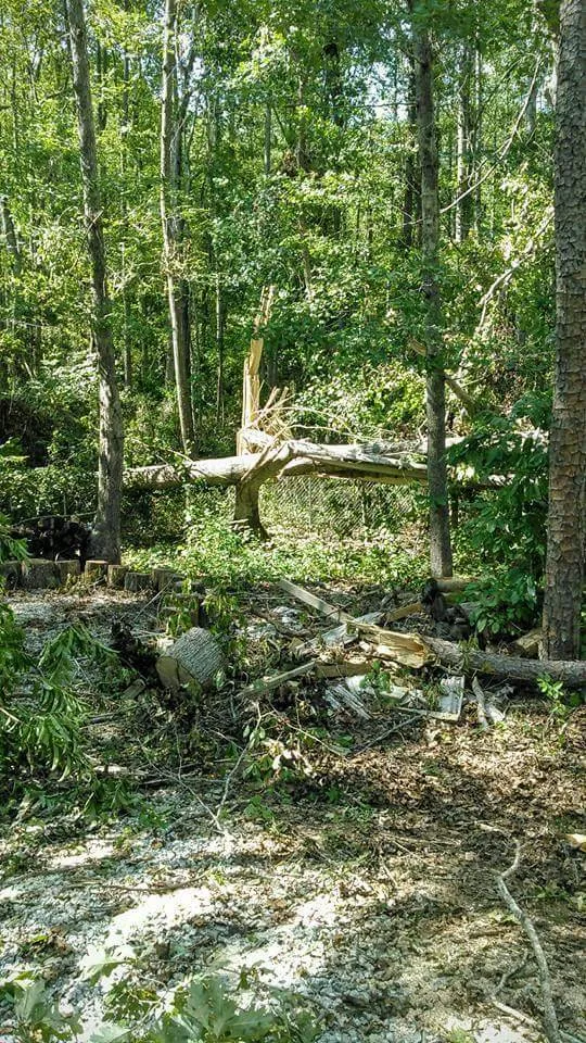 Custom lawn care service near you in Taylors, SC by A n J Tree Service