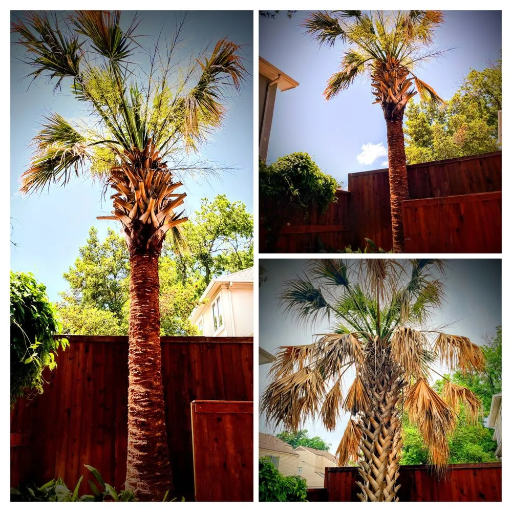 Trusted yard maintenance in Commerce, TX - A n S Handyman Service