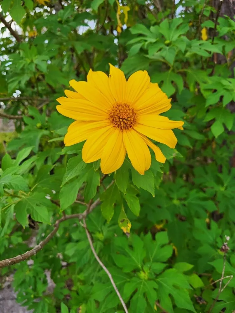 Local yard cleanup service in St Johns, FL by A Natural Art Landscaping