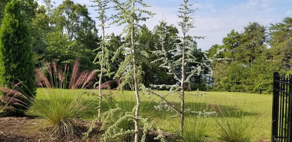 Custom yard cleanup service in Tellico Plains, TN - A New Hope Lawn Care and Landscaping