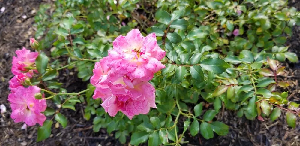 Affordable garden landscaping in Tellico Plains, TN - A New Hope Lawn Care and Landscaping