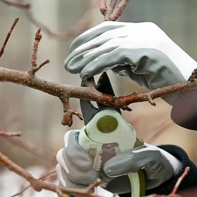 Trusted yard maintenance in Kissimmee, FL - A New Leaf Home Services