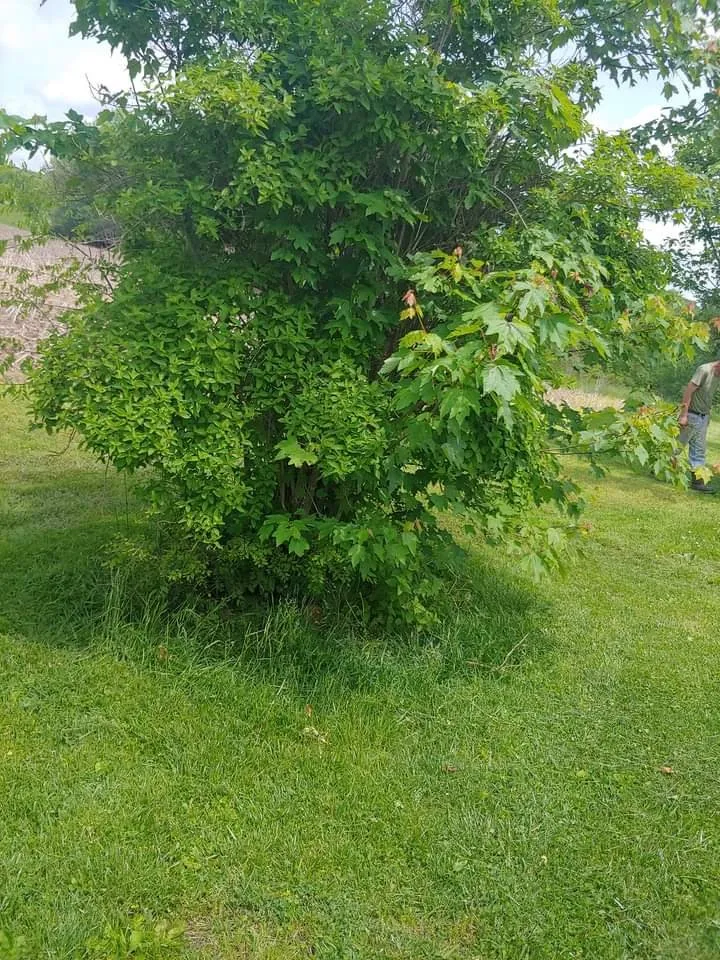 Local lawn mowing service in Princeton, KY by A Notch Above