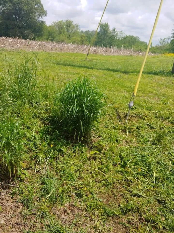 Custom landscaping services experts serving Princeton, KY - A Notch Above