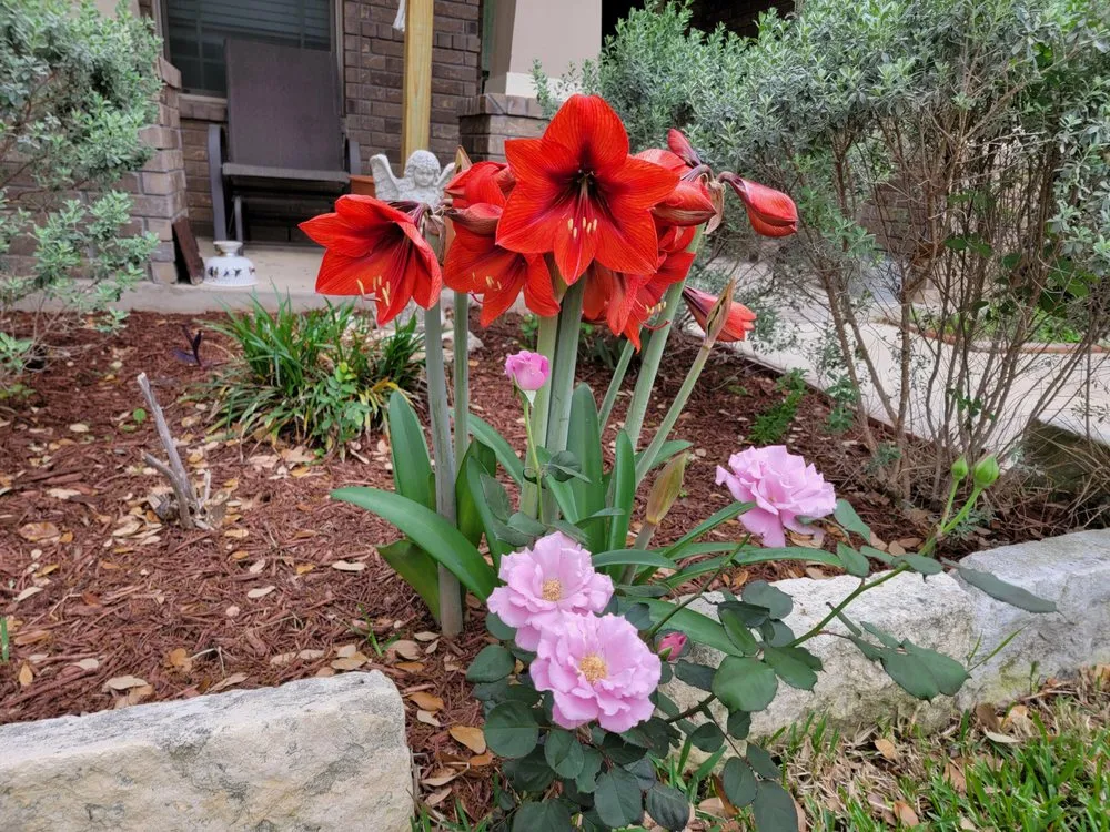 Professional outdoor landscaping experts serving San Antonio, TX - A P E Lawn Service