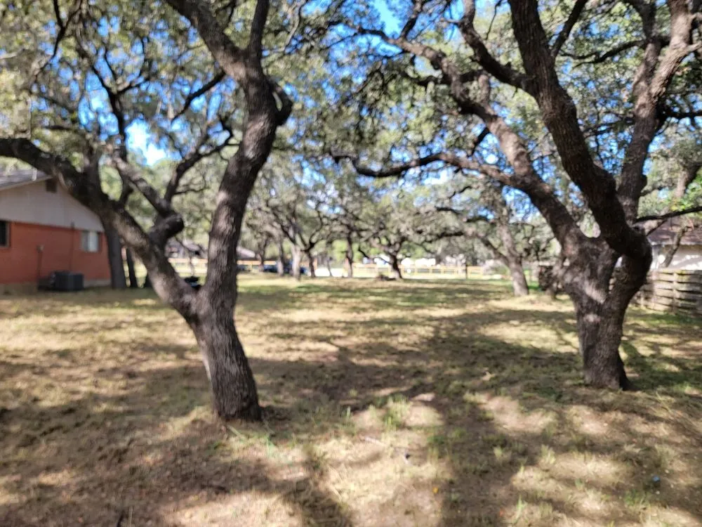 Reliable yard cleanup service in San Antonio, TX by A P E Lawn Service