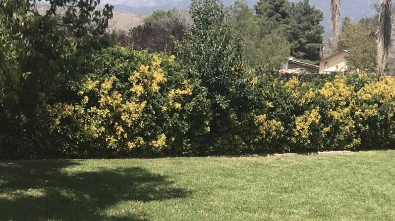 Professional yard maintenance near you across Colton, CA - A P L Professional Landscapes