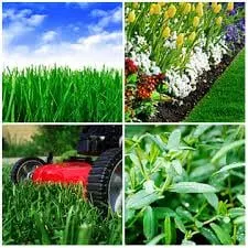 Affordable lawn care service in Spring, TX by A P Lawn Care and Services