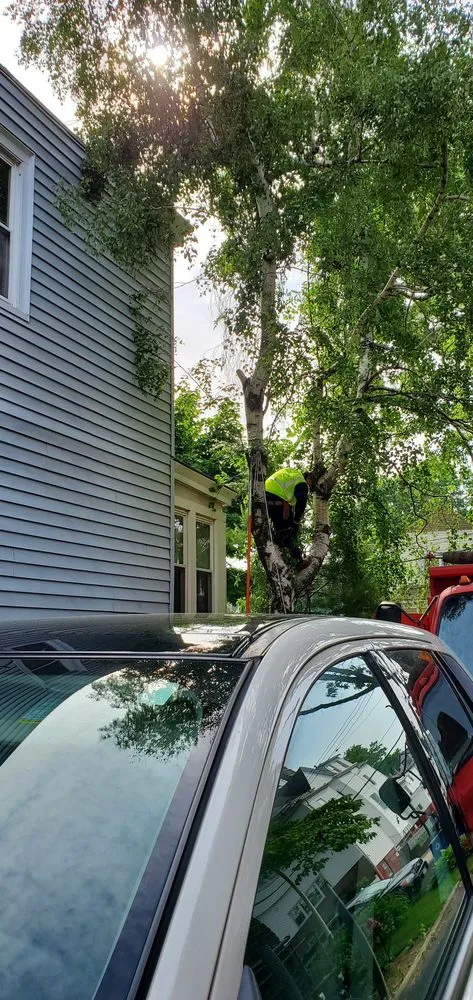 Reliable yard cleanup service in Mount Vernon, NY by A Palmieri Landscaping Co Inc