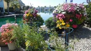 Trusted yard maintenance in Burlingame, CA by A Plant Scheme