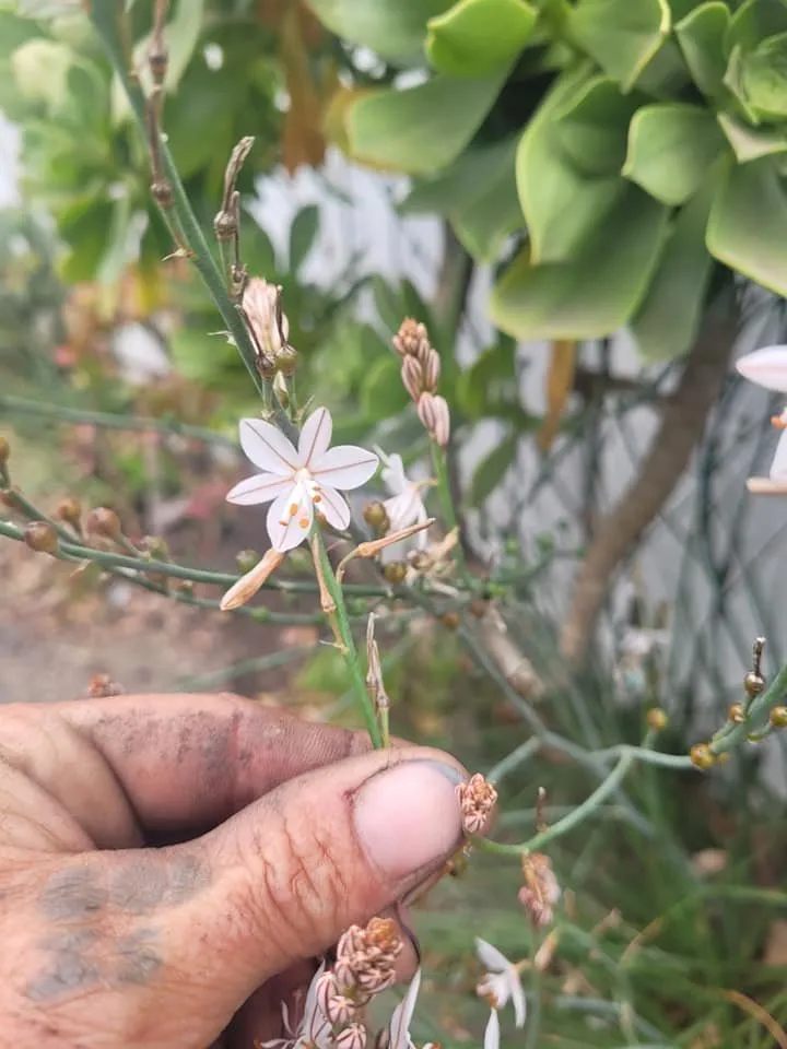 Affordable landscape design in Cayucos, CA by A Plant Whisper