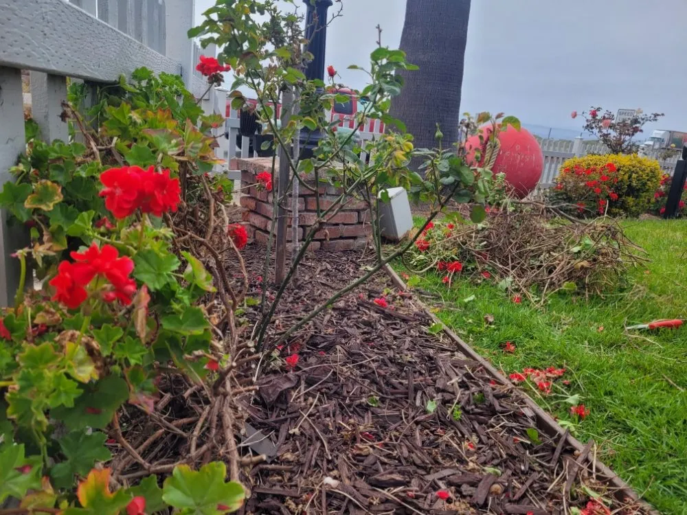 Trusted lawn mowing service experts serving Cayucos, CA - A Plant Whisper