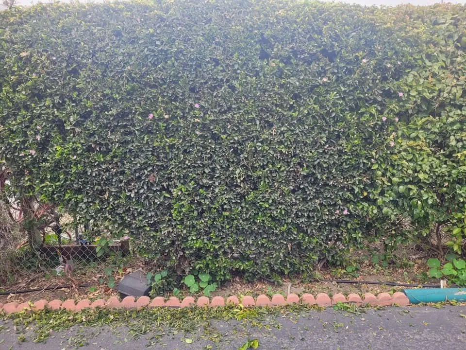 Affordable yard maintenance in Cayucos, CA - A Plant Whisper