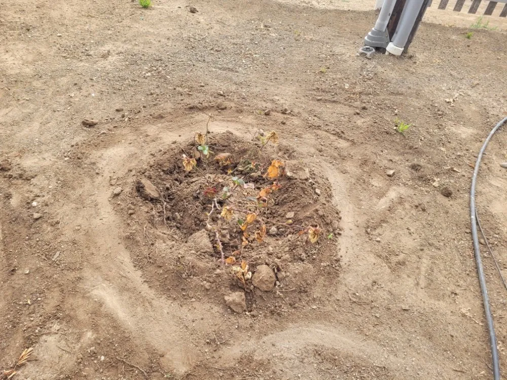 Reliable lawn mowing service with custom design across Cayucos, CA - A Plant Whisper