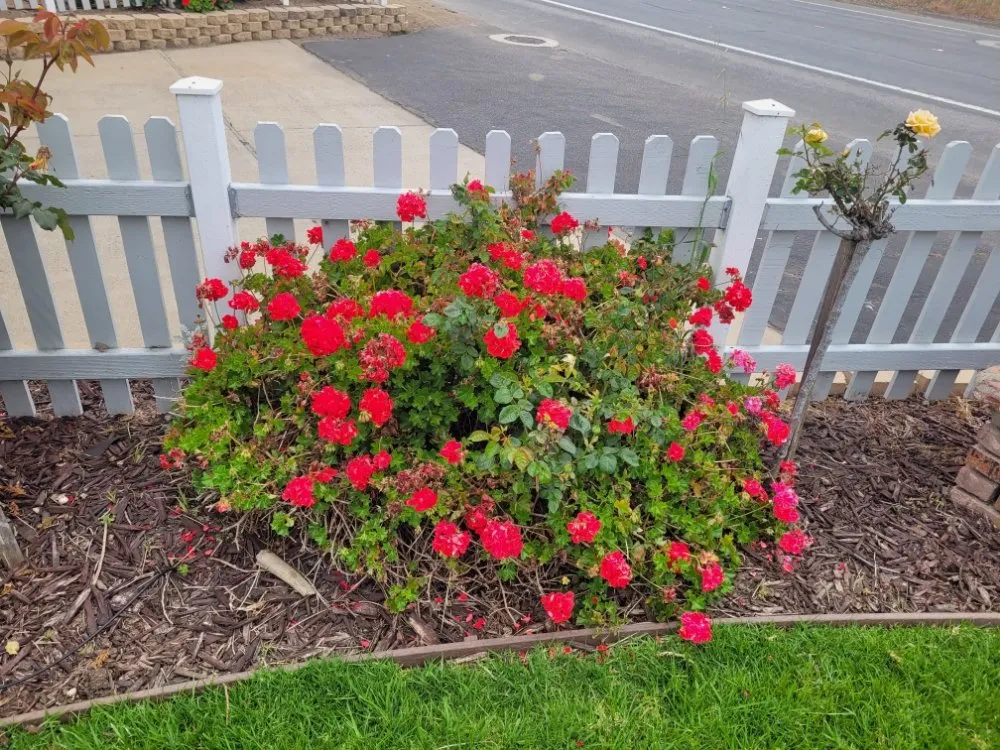Local lawn care service experts serving Cayucos, CA - A Plant Whisper