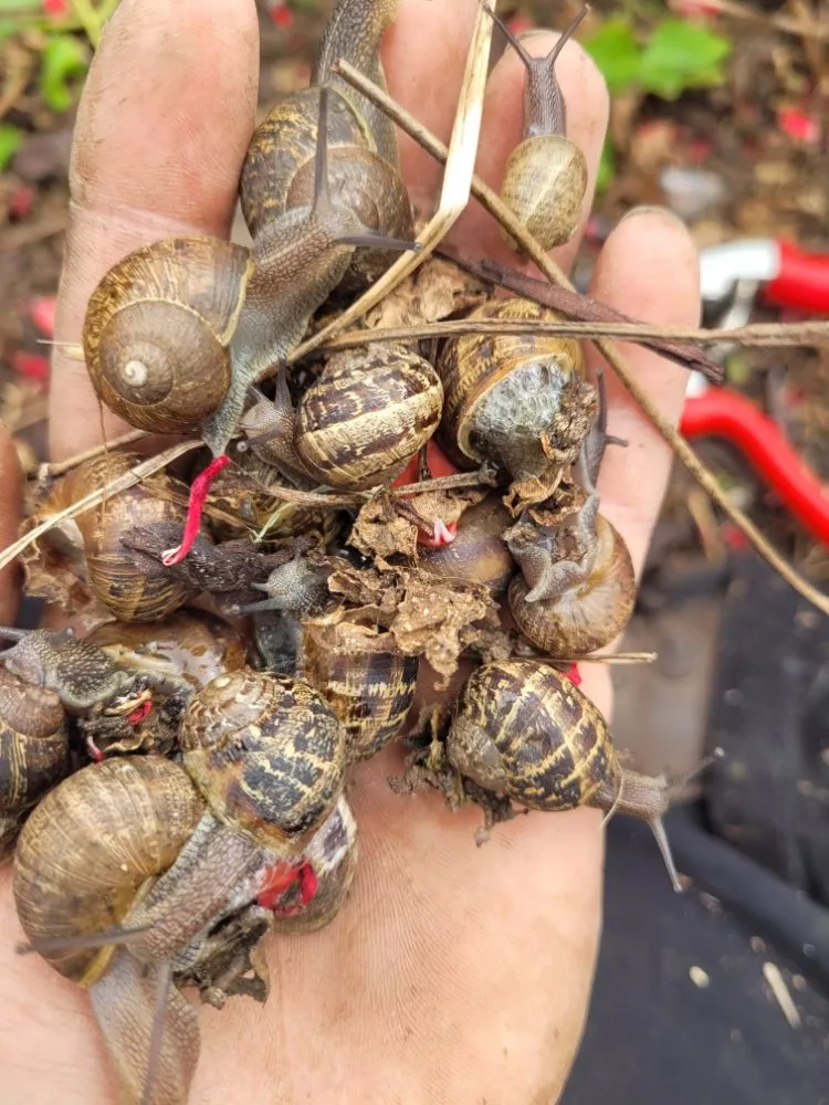 Reliable landscape design for residential properties in Cayucos, CA by A Plant Whisper