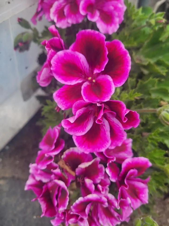 Top-rated landscaping services for year-round maintenance in Cayucos, CA by A Plant Whisper