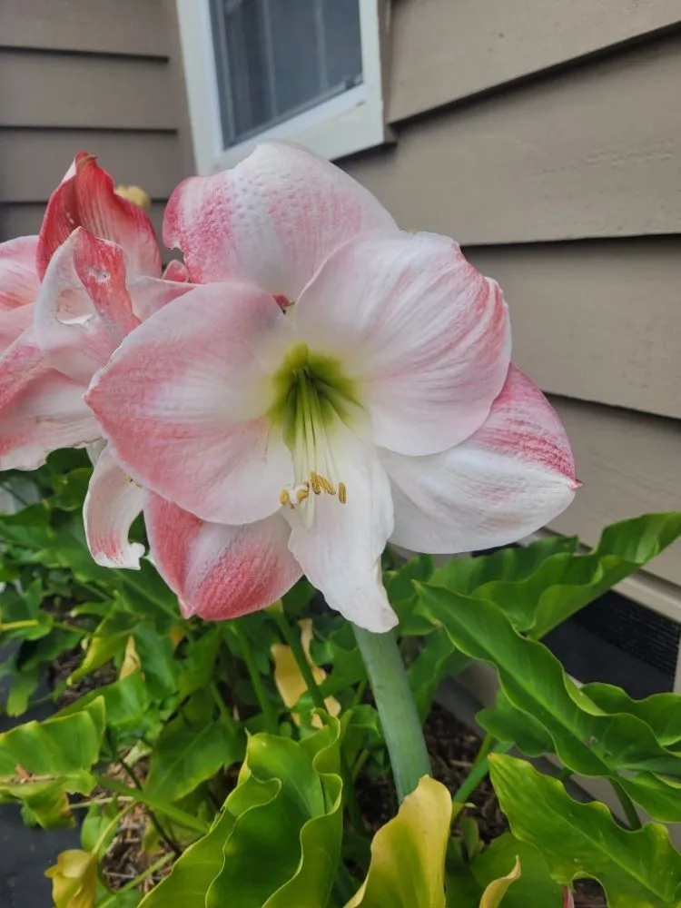 Trusted residential landscaping experts serving Cayucos, CA - A Plant Whisper