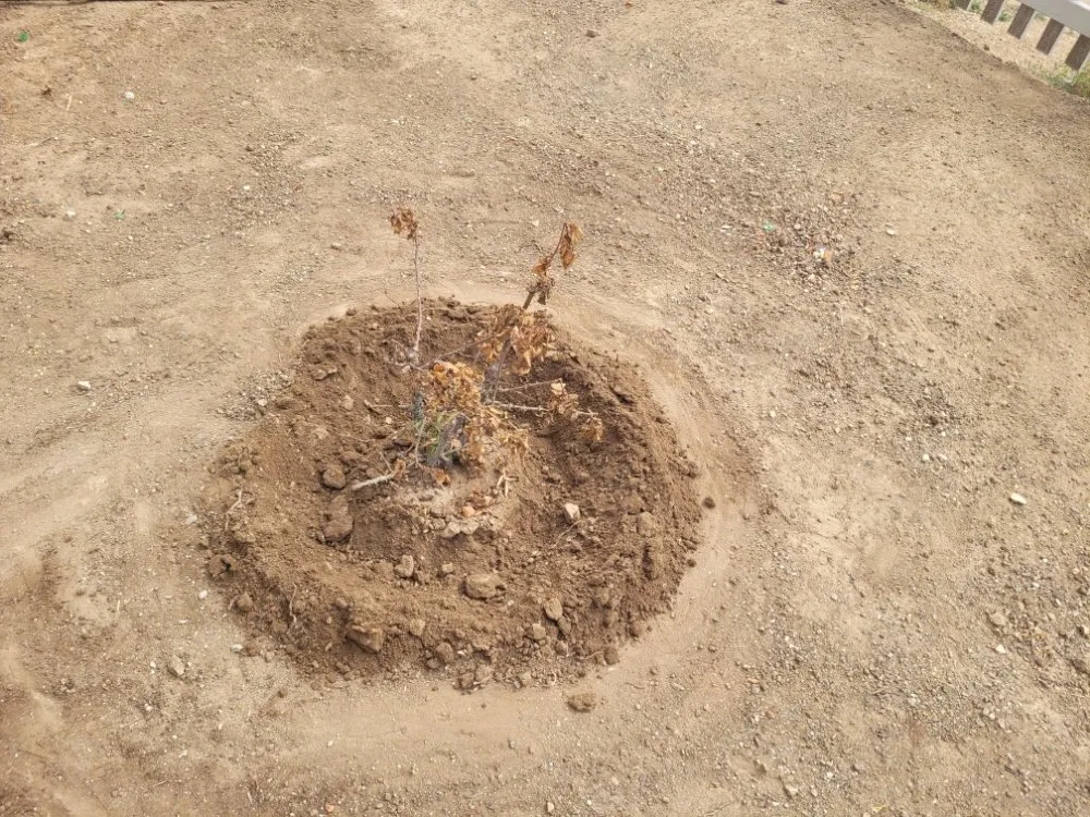 Professional yard maintenance in Cayucos, CA - A Plant Whisper