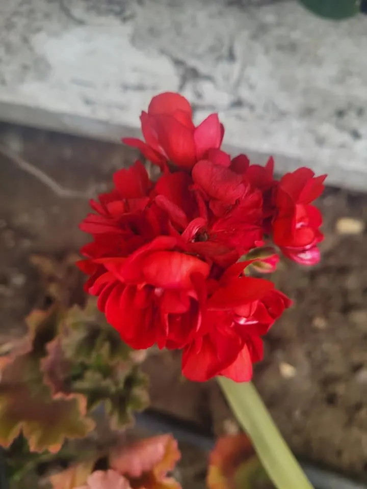 Reliable residential landscaping experts serving Cayucos, CA - A Plant Whisper