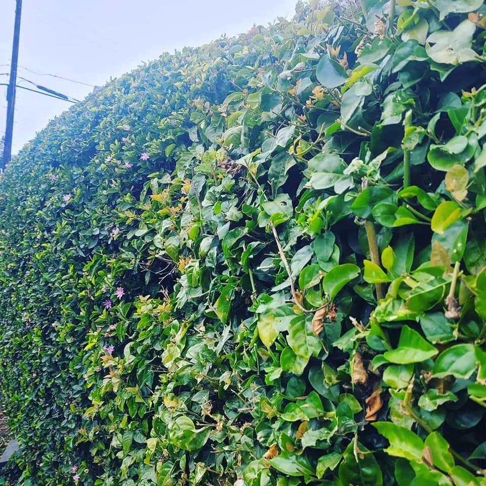 Expert lawn care service in Cayucos, CA by A Plant Whisper