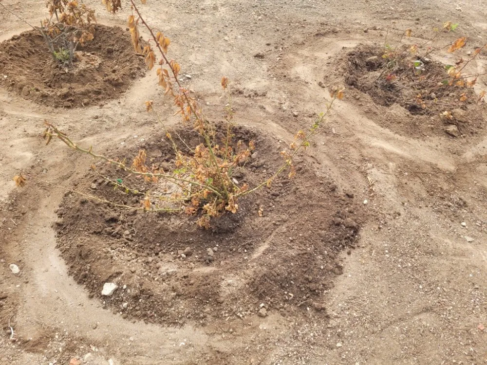 Reliable lawn mowing service in Cayucos, CA by A Plant Whisper