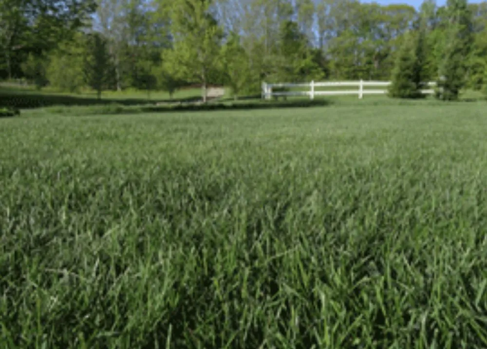 Expert lawn care service experts serving Belmont, NH - A Plus Fertilizing