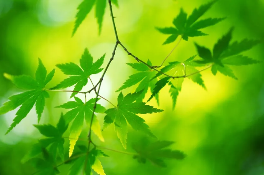 Top-rated lawn mowing service for residential properties in Salt Lake City, UT by A Plus Landcare