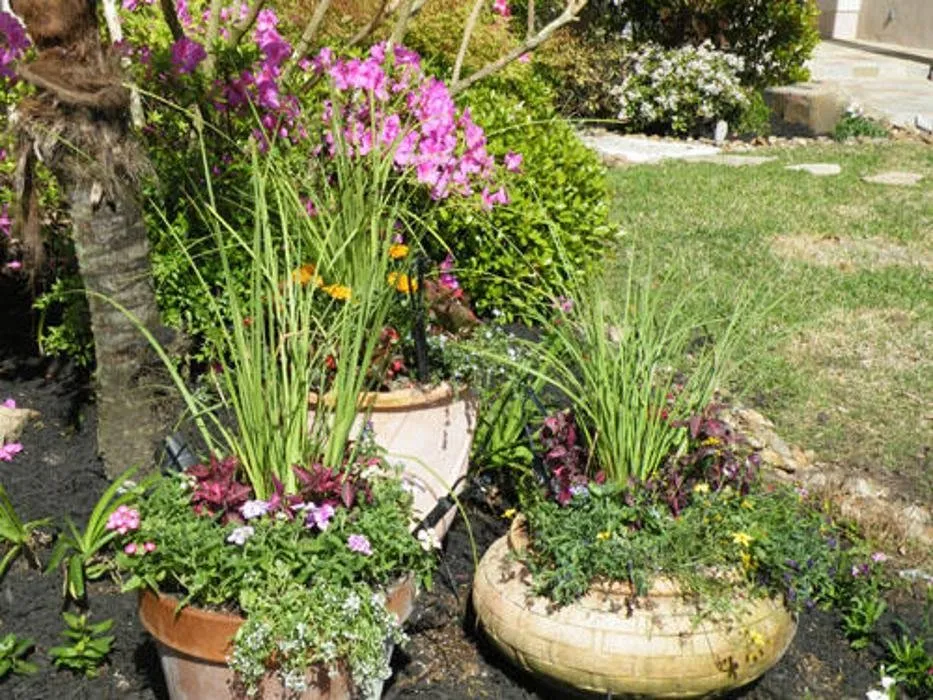 Expert outdoor landscaping with custom design in Houston, TX by A Plus Landscaping